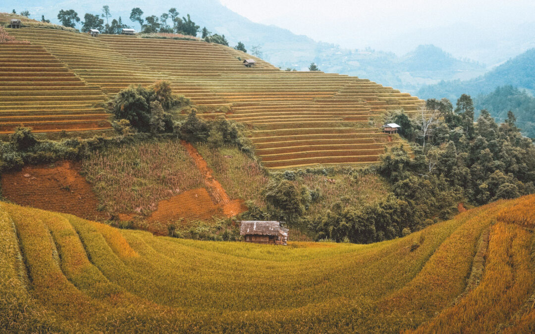What is Vision20/20 Asia?